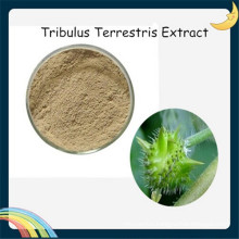 Tribulus Terrestris Extract Saponins